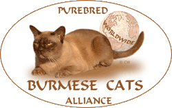 Purebreed Burmese Cats